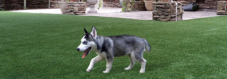 Your pets and dogs, especially, love running around on Lawn Lasting artificial turf!